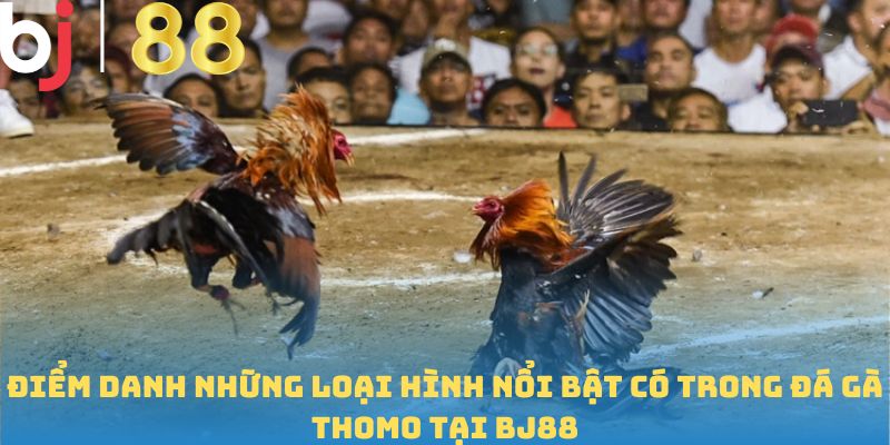Điểm danh những loại hình nổi bật có trong đá gà thomo tại BJ88