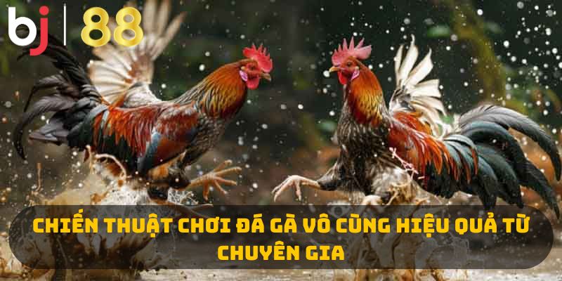 Chiến thuật chơi đá gà vô cùng hiệu quả từ chuyên gia 
